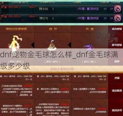 dnf宠物金毛球怎么样_dnf金毛球满级多少级