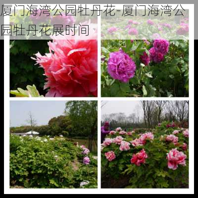 厦门海湾公园牡丹花-厦门海湾公园牡丹花展时间