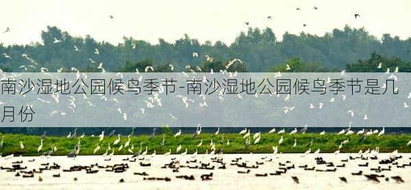 南沙湿地公园候鸟季节-南沙湿地公园候鸟季节是几月份