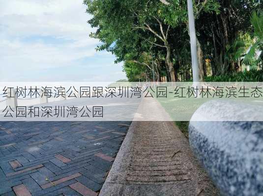 红树林海滨公园跟深圳湾公园-红树林海滨生态公园和深圳湾公园